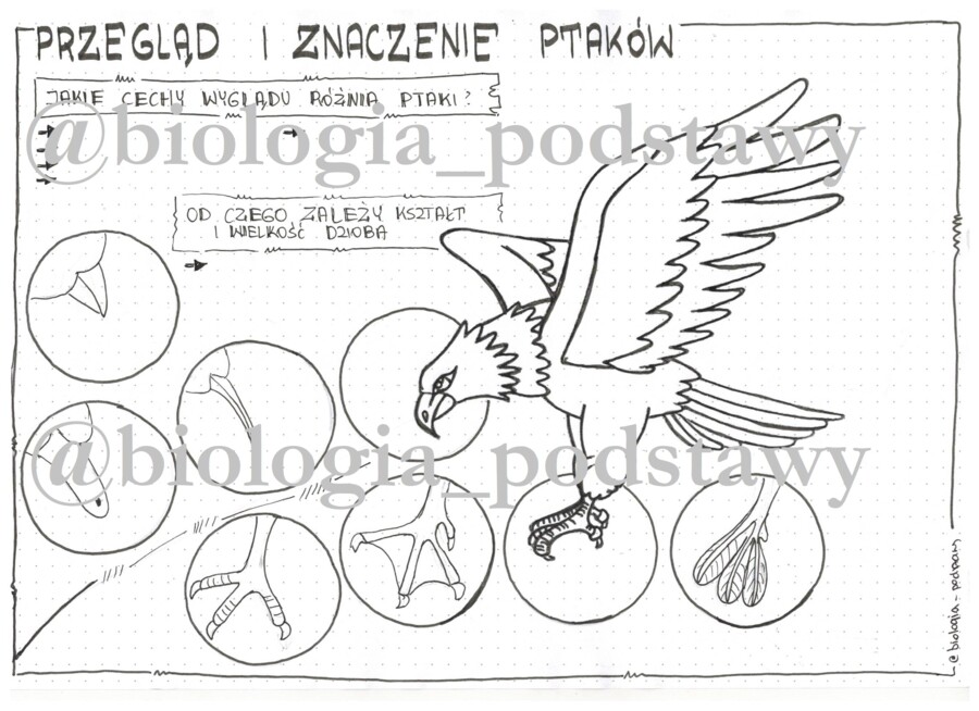 Klasa 6 - Ptaki - przegląd i znaczenie - KP