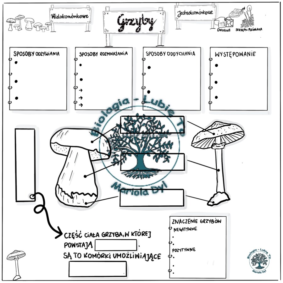 Grzyby kl.5 Karta pracy