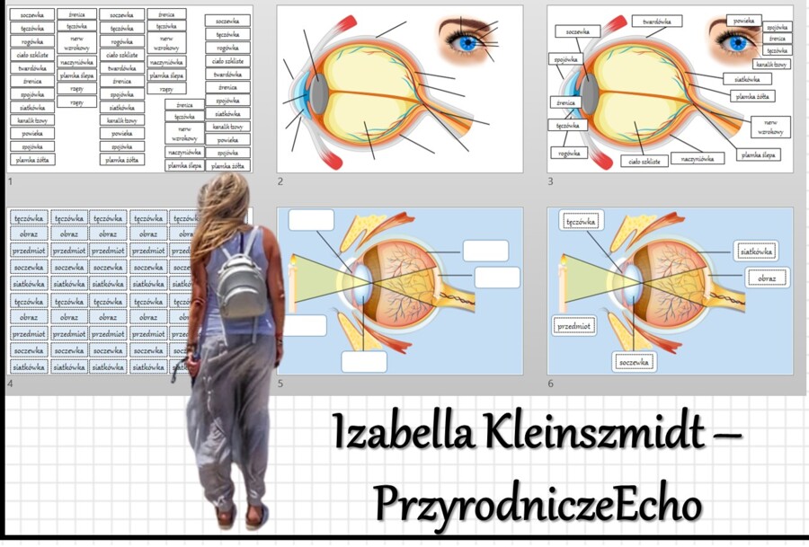 Materiał do zalaminowania/praca w grupach/stacje zadaniowe/układanka/puzzle. „Budowa i działanie narządu wzroku”, Biologia 7. Dział „Narządy zmysłów”