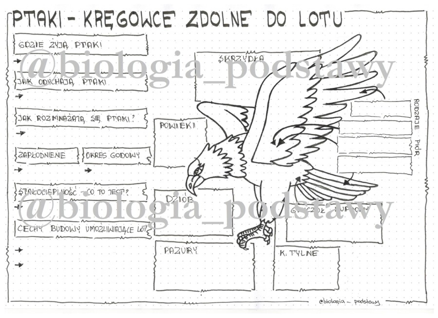 Klasa 6 - Ptaki - KP