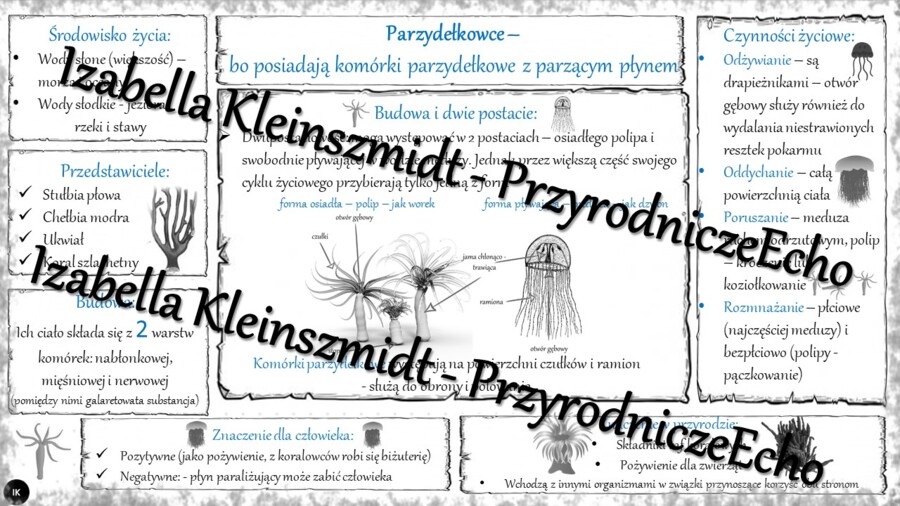 Sketchnotka - notatka „Parzydełkowce – najprostsze zwierzęta tkankowe” wykonana w power point do edycji. Biologia 6; „Od parzydełkowców do pierścienic”