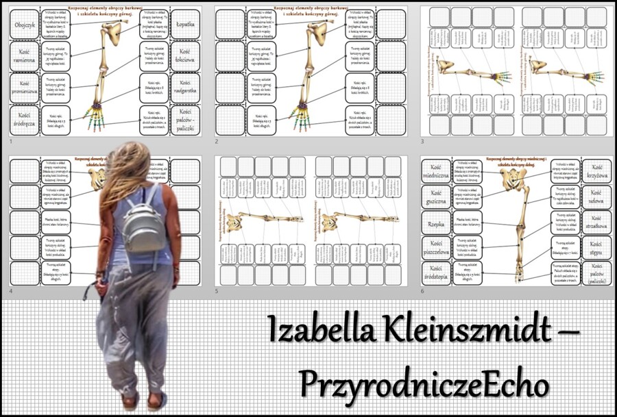 Notatka okienkowa/stacja zadaniowe/notatka interaktywna/notatka graficzna/karta pracy/sketchnotka „Szkielet obręczy i kończyn”, „Szkielet obręczy”, „Szkielet kończyn” w pdf. „Szkielet kończyn”. Biologia 7, dział „Aparat ruchu”. Materiał wykonany na podst