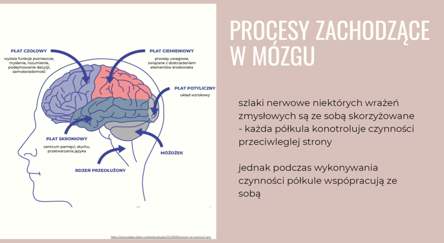 Układ nerwowy 3 KLASA ROZSZERZENIE BIOLOGIA