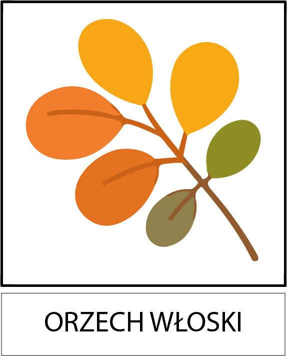 Dzień drzewa - kolorowanki, wyklejanki, rysowanie po śladzie, rodzaje liści itp (jpg i pdf)