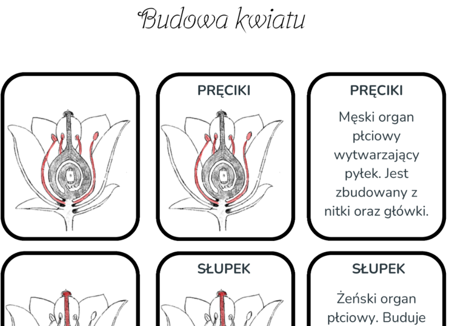 Budowa kwiatu - karty do nauki trójstopniowej