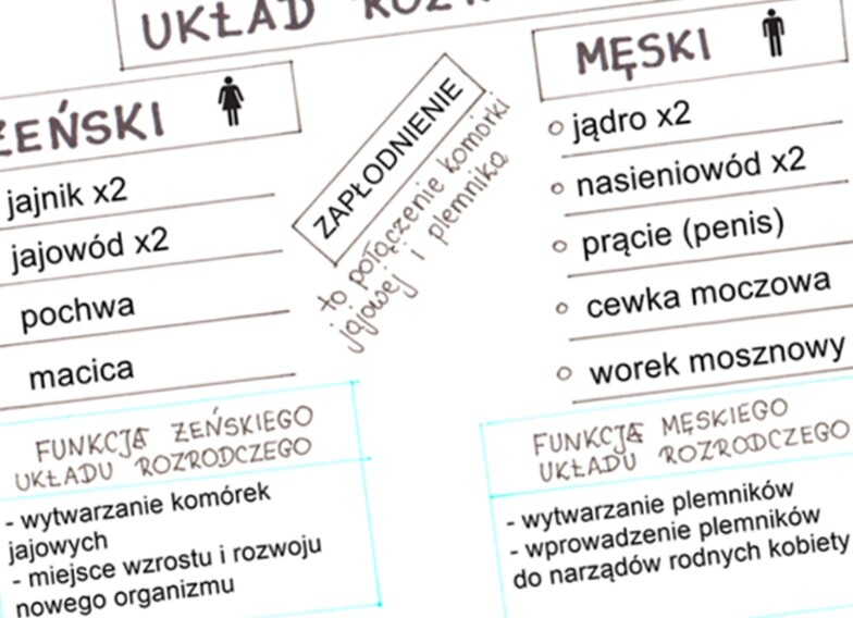 Układ rozrodczy (sketchnotka)