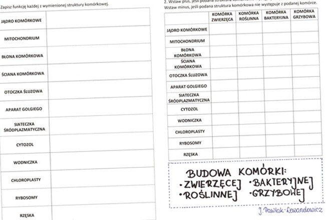 Budowa komórki zwierzęcej, roślinnej, bakteryjnej i grzybowej - karta pracy