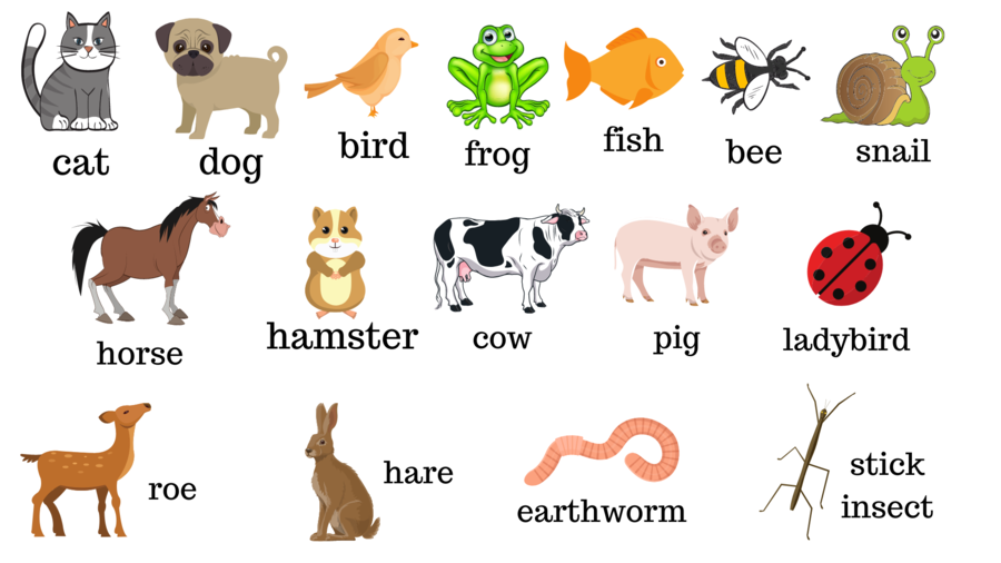 Karty obrazkowe - Animals in Poland