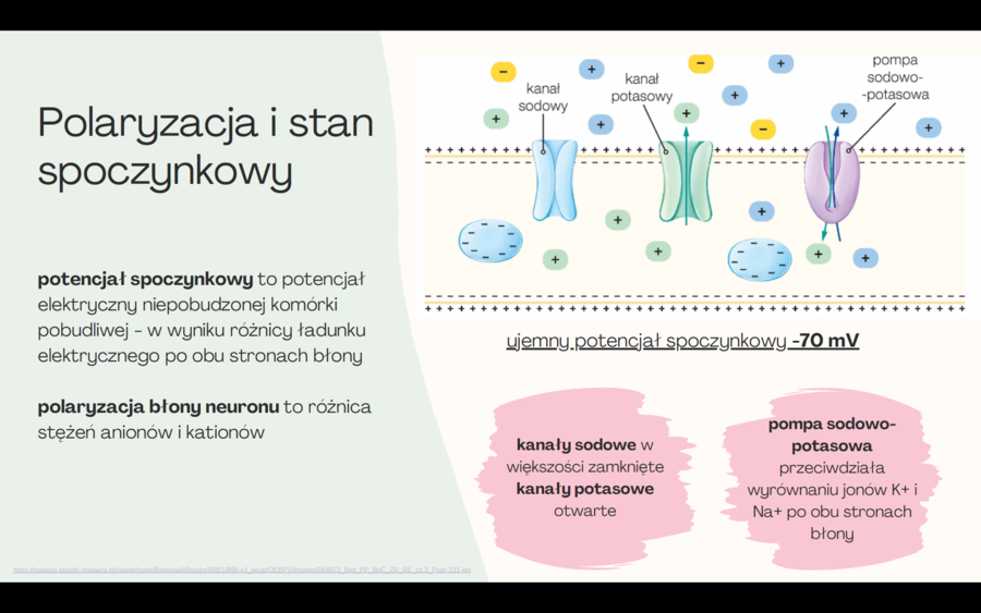 Układ nerwowy 3 KLASA ROZSZERZENIE BIOLOGIA