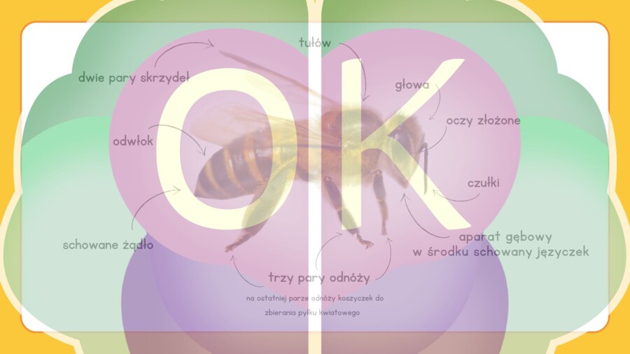 Dzień Pszczół: Wielka Edukacyjna Wyprawa do Ula (52 slajdy)