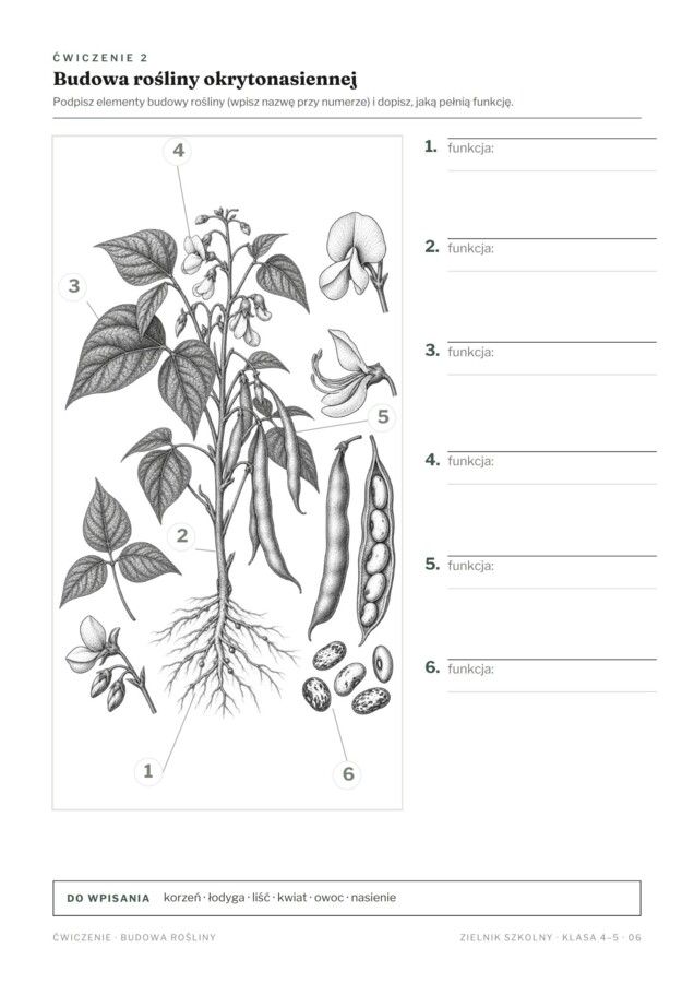Zielnik szkolny – klasy 4–5 | przyroda i biologia