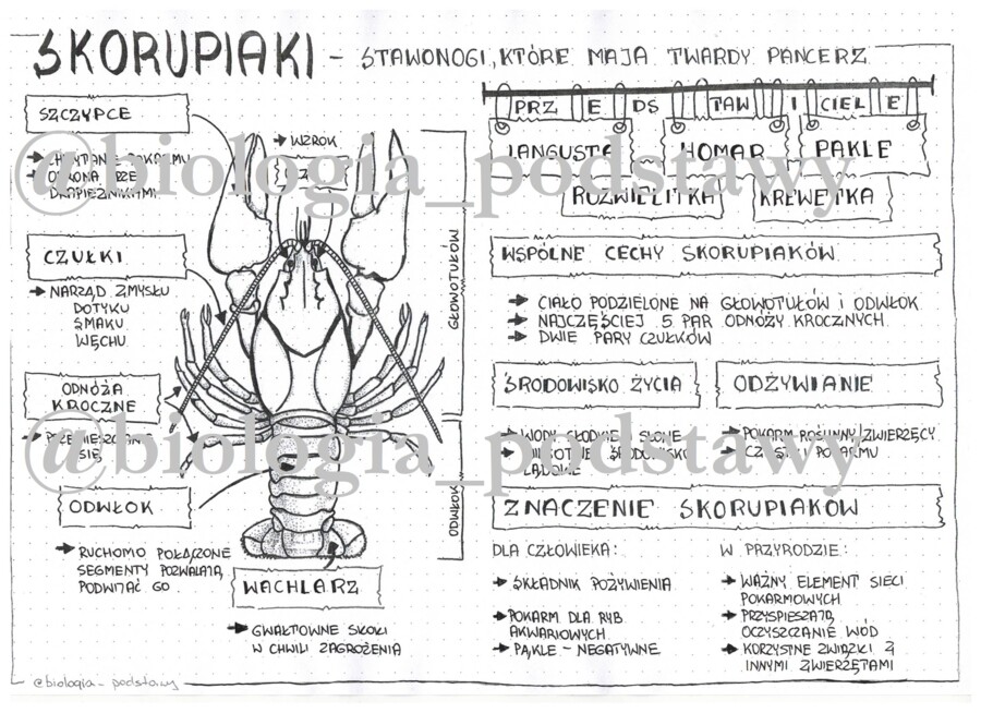 Klasa 6 - Skorupiaki - sketchnotka