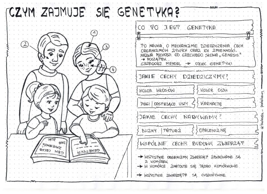 Klasa 8 - Czym zajmuje się genetyka? - sketchnotka