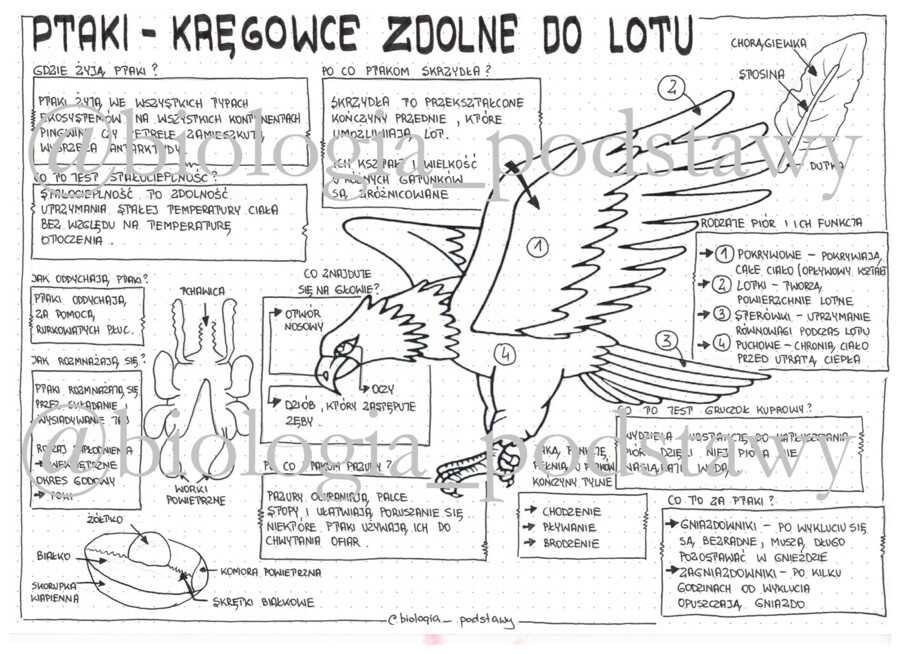 Ptaki - klasa 6 - sketchnotka