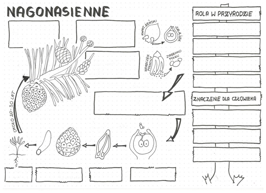 Nagonasienne - klasa 5 - sketchnotka KP