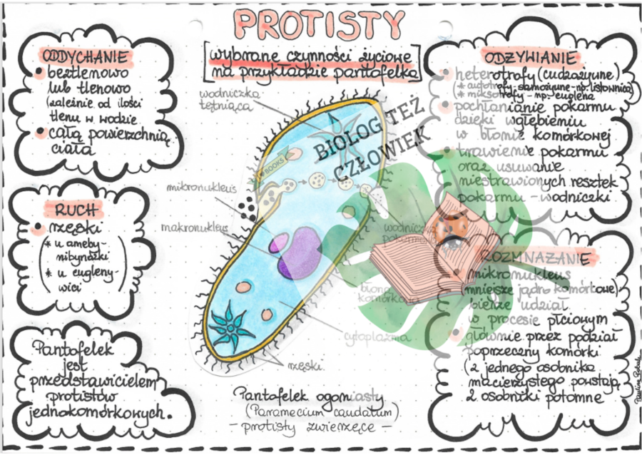 Protisty - Pantofelek - kolor