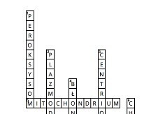 Krzyżówka- budowa komórek