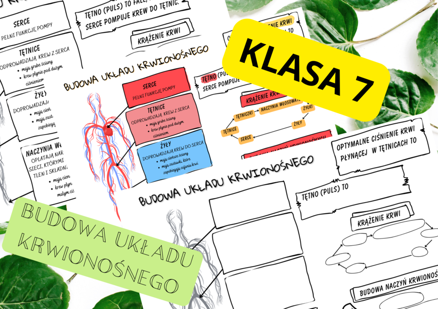 Biologia 7. Budowa układu krwionośnego