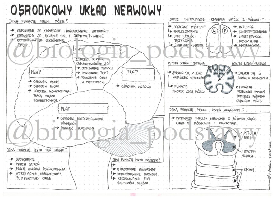 Klasa 7 - Ośrodkowy układ nerwowy - sketchnotka
