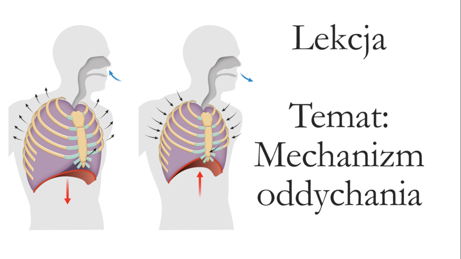 Klasa 7 - Mechanizm oddychania - prezentacja