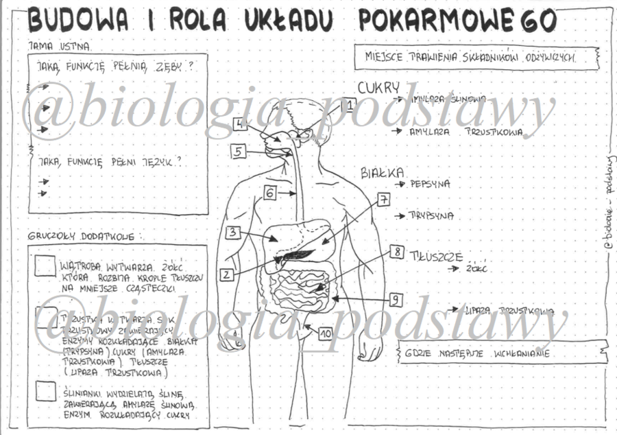 Klasa 7 - Budowa i rola układu pokarmowego - sketchnotka