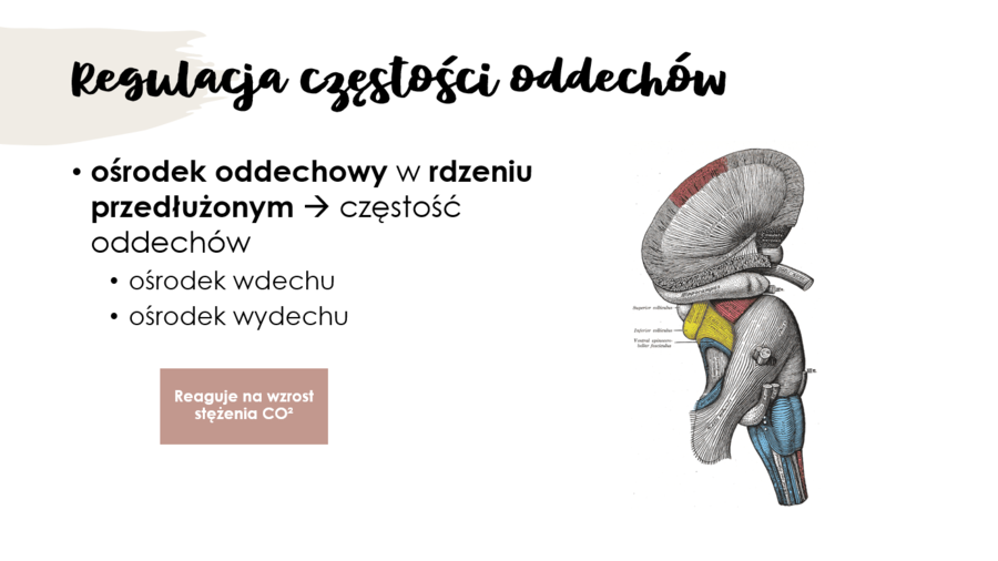 Układ oddechowy KLASA 2 PODSTAWA BIOLOGIA