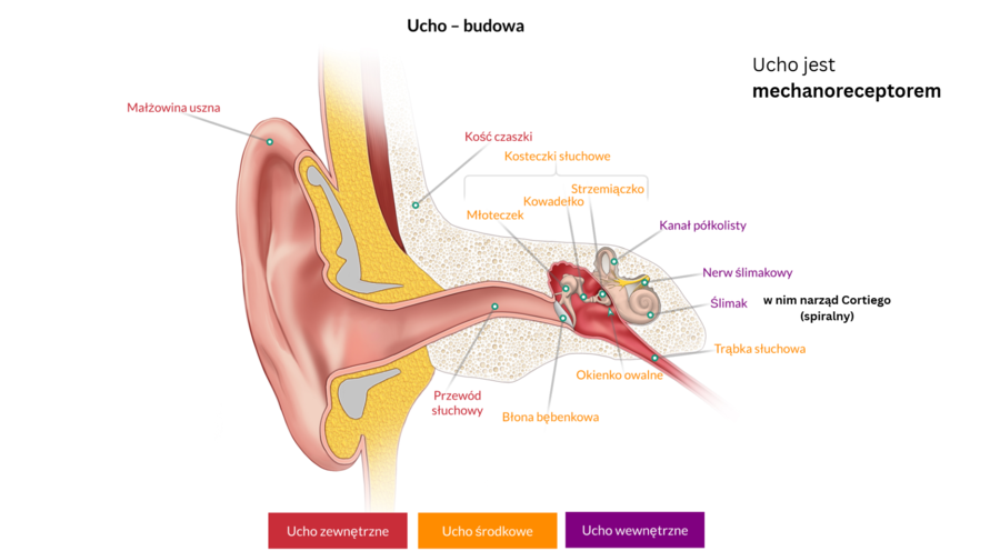 Narządy zmysłów 3 KLASA ROZSZERZENIE BIOLOGIA