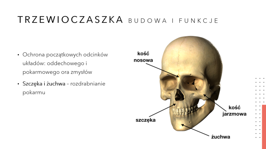 Aparat ruchu KLASA 2 PODSTAWA BIOLOGIA
