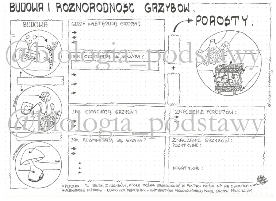 Klasa 5 - Grzyby i Porosty - budowa - sketchnotka