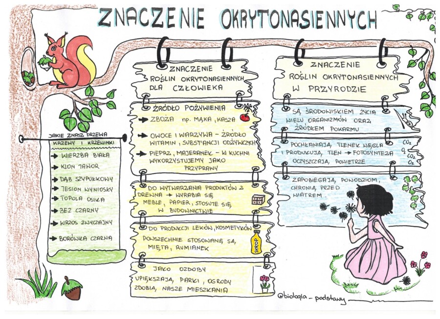 Okrytonasienne - klasa 5 - kolorowa sketchnotka cz.3