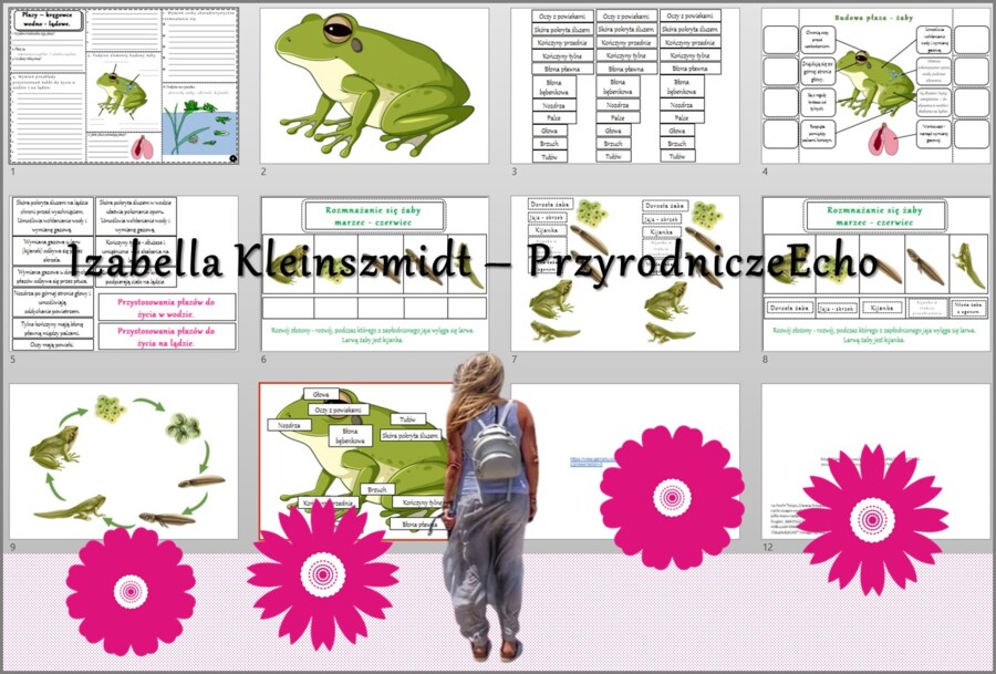 Pomysł na lekcję/karta pracy/stacje zadaniowe/ materiał do lekcji do tematu „Płazy – kręgowce wodno-lądowe” w pdf. W gratisie niekomercyjny scenariusz lekcji/pomysł na lekcję w programie genial.ly do edycji. Biologia 6. Dział „Kręgowce zmiennocieplne”.