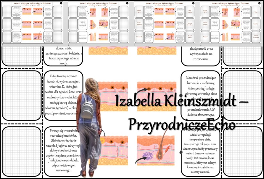Notatka okienkowa/stacja zadaniowe/notatka/notatka graficzna/karta pracy/sketchnotka „Związek elementów budowy skóry z funkcjami pełnionymi przez skórę”, „Budowa i funkcje skóry” w pdf. Biologia 7 dział „Organizm człowieka. Skóra - powłoka organizmu”. Ma