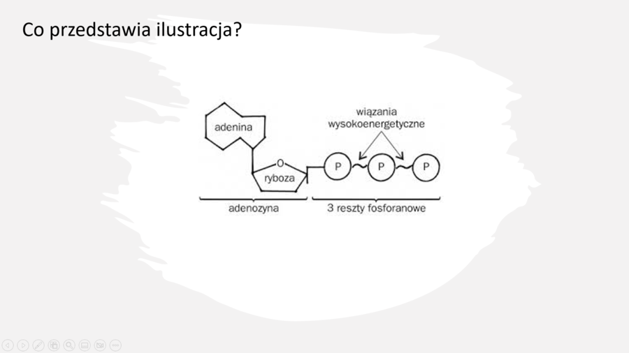 Fiszki na slajdach - BIOLOGIA - Temat: Skład chemiczny organizmów. Kwasy nukleinowe