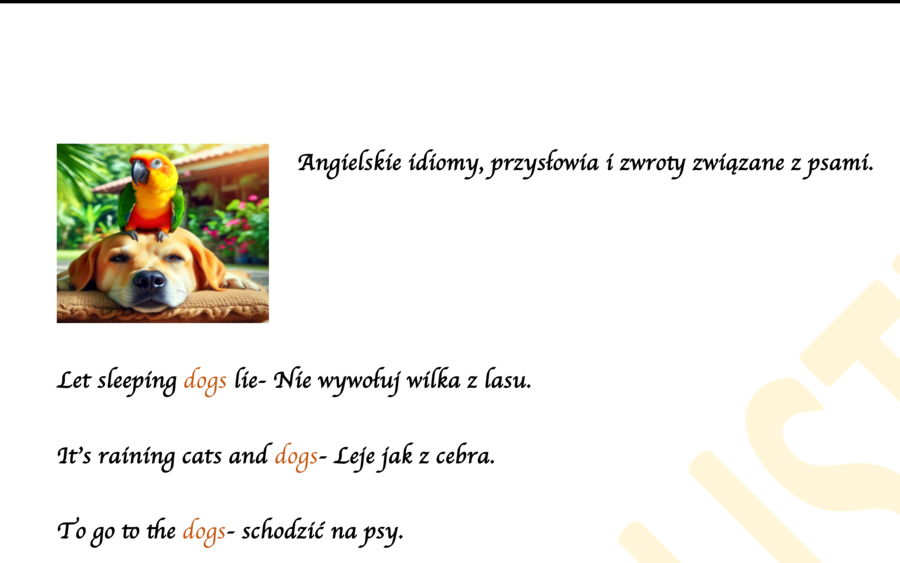 Idiomy, powiedzenia i zwroty związane z psami. DZIEŃ PSA!