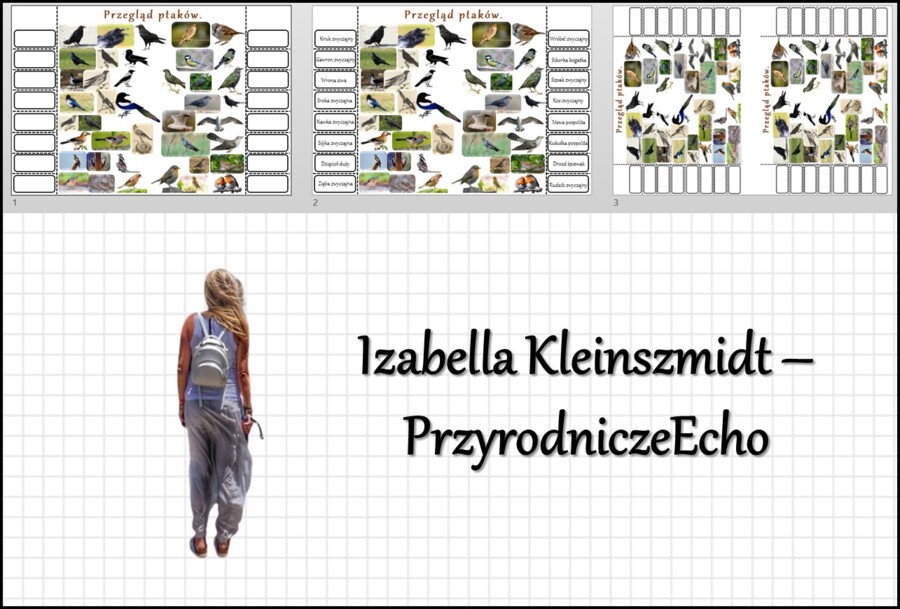 Notatka okienkowa „Przegląd ptaków” w pdf. Biologia 6 dział „Kręgowce stałocieplne”.