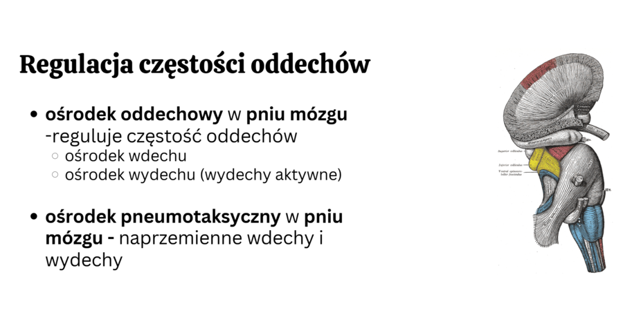 układ oddechowy KLASA 3 ROZSZERZENIE BIOLOGIA