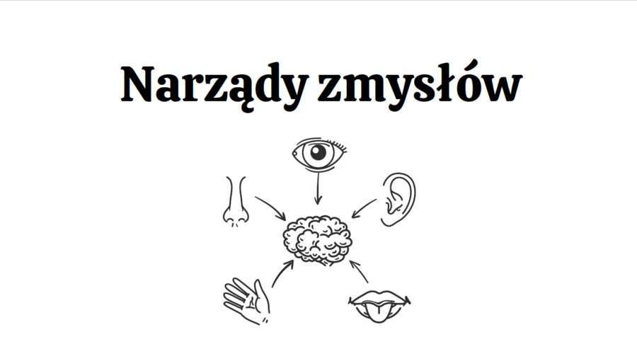 Narządy zmysłów 3 KLASA ROZSZERZENIE BIOLOGIA
