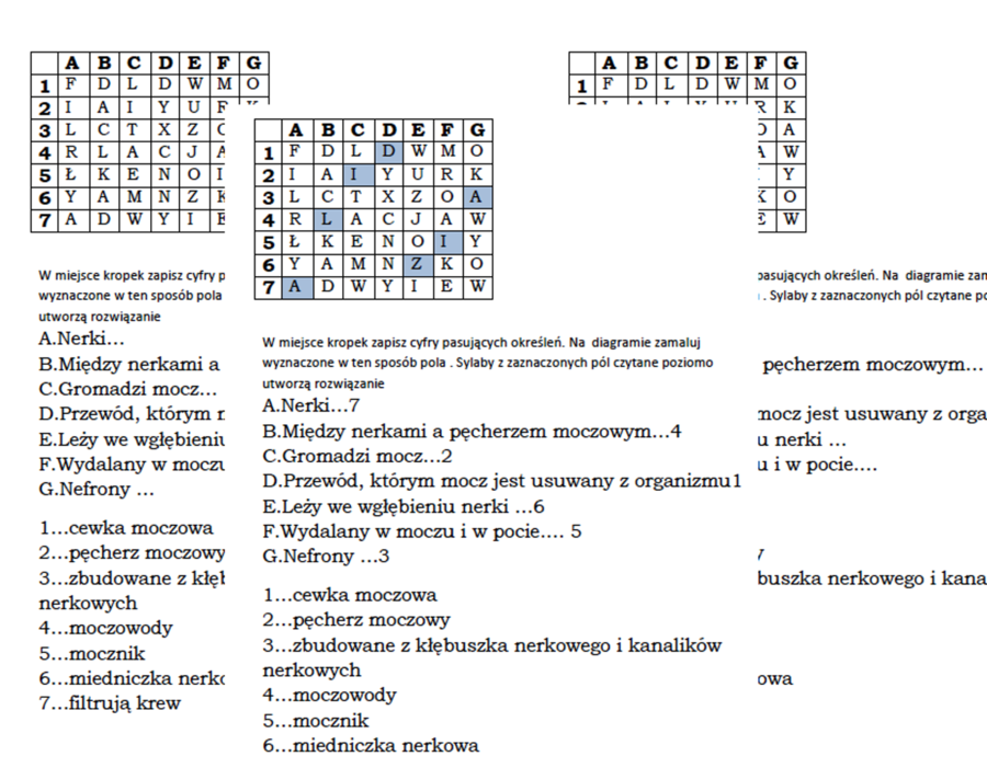 Biologiczna kodowanka dla klasy 7 na podsumowanie lekcji o budowie i działaniu układu wydalniczego
