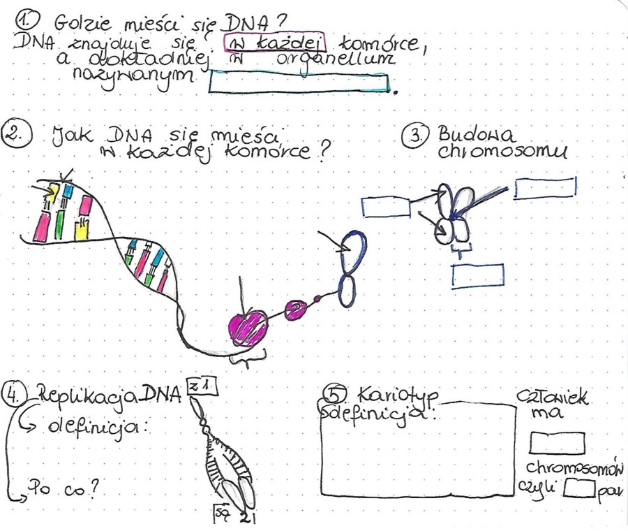 Replikacja DNA, Kariotyp - Karta pracy