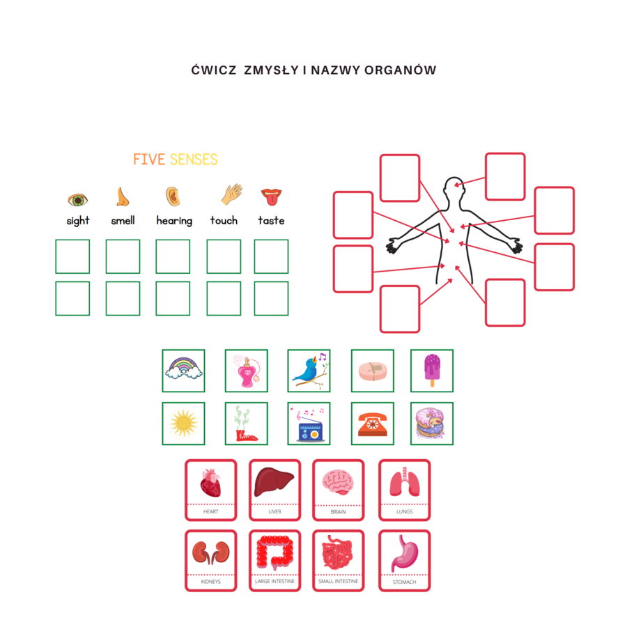 My body set - zestaw do nauki części ciała, organów oraz 5 zmysłów, CLIL
