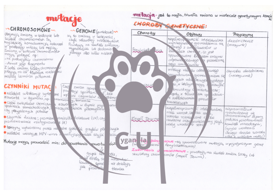 MEGA PAKA: Genetyka & Podziały Komórkowe – Notatki Wizualne: Mitoza, Mejoza, DNA, Krzyżówki genetyczne