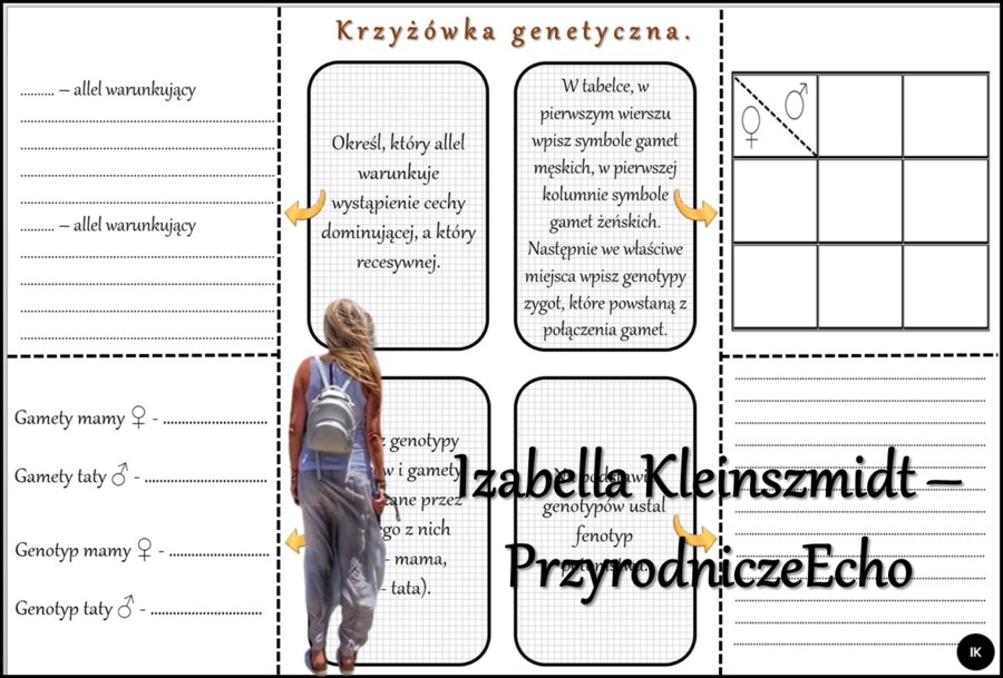 Notatka okienkowa/stacja zadaniowe/notatka/notatka graficzna/karta pracy/sketchnotka „Dziedziczenie cech u człowieka”, „Krzyżówki genetyczne”, „Jak zapisać krzyżówkę genetyczną?” w pdf. Biologia 8 dział „Genetyka”. Materiał wykonany na podstawie podręczn