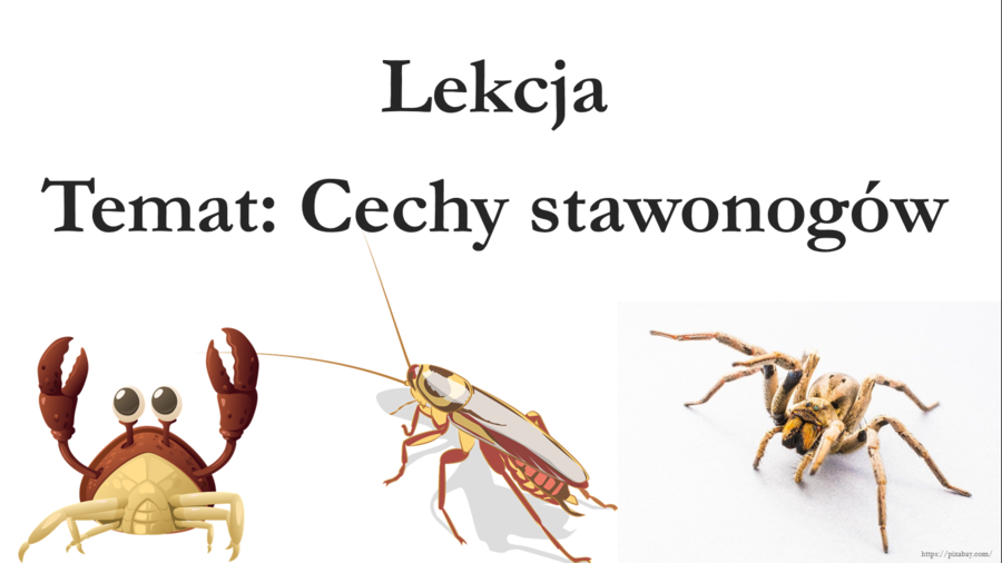 Klasa 6 - Cechy stawonogów - prezentacja
