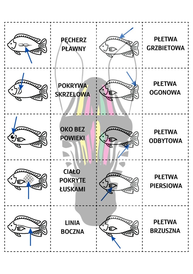 Memory gra to chyba RYBA
