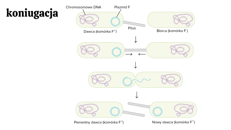 Zmienność organizmów KLASA 4 ROZSZERZENIE BIOLOGIA