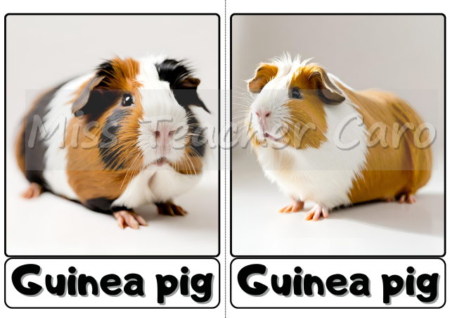 Flashcards - Animals - Pets