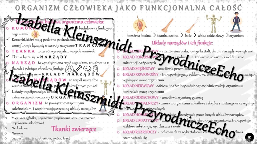 Sketchnotka - notatka „Organizm człowieka jako funkcjonalna całość” wykonana w power point do edycji. Biologia 7; „Organizm człowieka. Skóra”