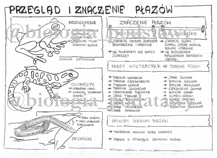 Klasa 6 - Płazy przegląd i znaczenie - sketchnotka