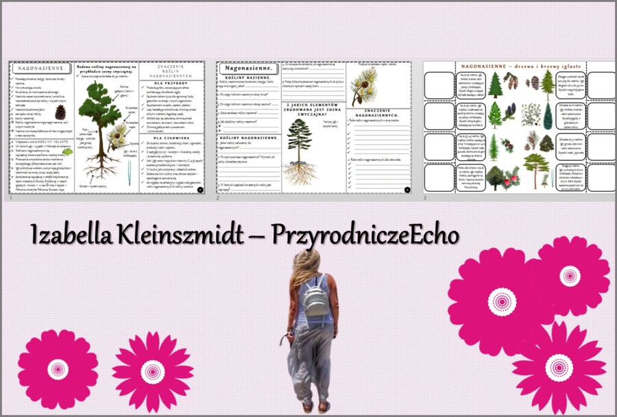 Minizestaw do tematu „Nagonasienne” – sketchnotka + karta pracy w pdf + gratisowy link do prezentacji multimedialnej niekomercyjnej wykonanej w genial.ly do indywidualnego pobrania i użycia do celów niekomercyjnych. Biologia 5, Dział „Różnorodność roślin