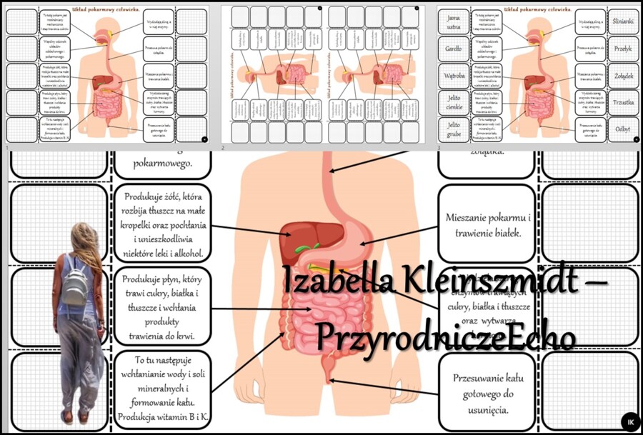 Notatka okienkowa/stacja zadaniowe/notatka interaktywna/notatka graficzna/karta pracy/sketchnotka „Budowa układu pokarmowego” w pdf. Biologia 7, dział „Układ pokarmowy”. Materiał wykonany na podstawie podręcznika z wydawnictwa Nowa Era – nowość 2024/2025